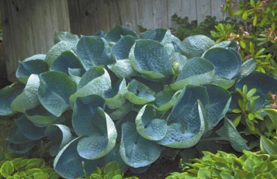 Hosta abiqua drinking gourd